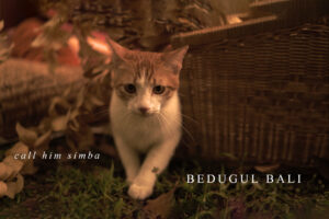 Bedugul - Call Him Simba!